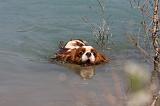 CAVALIER KING CHARLES 630